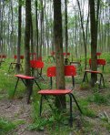 stoelen in bos